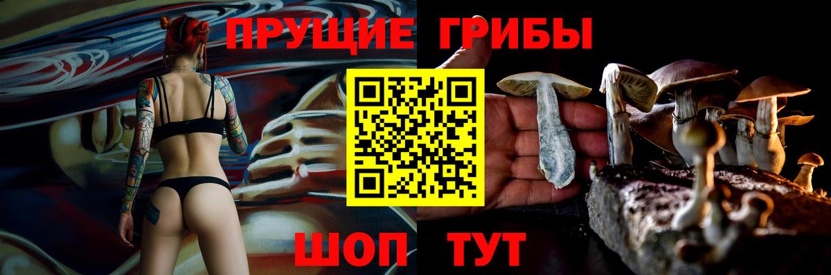 Псилоцибиновые грибы Psilocybe Гусиноозёрск